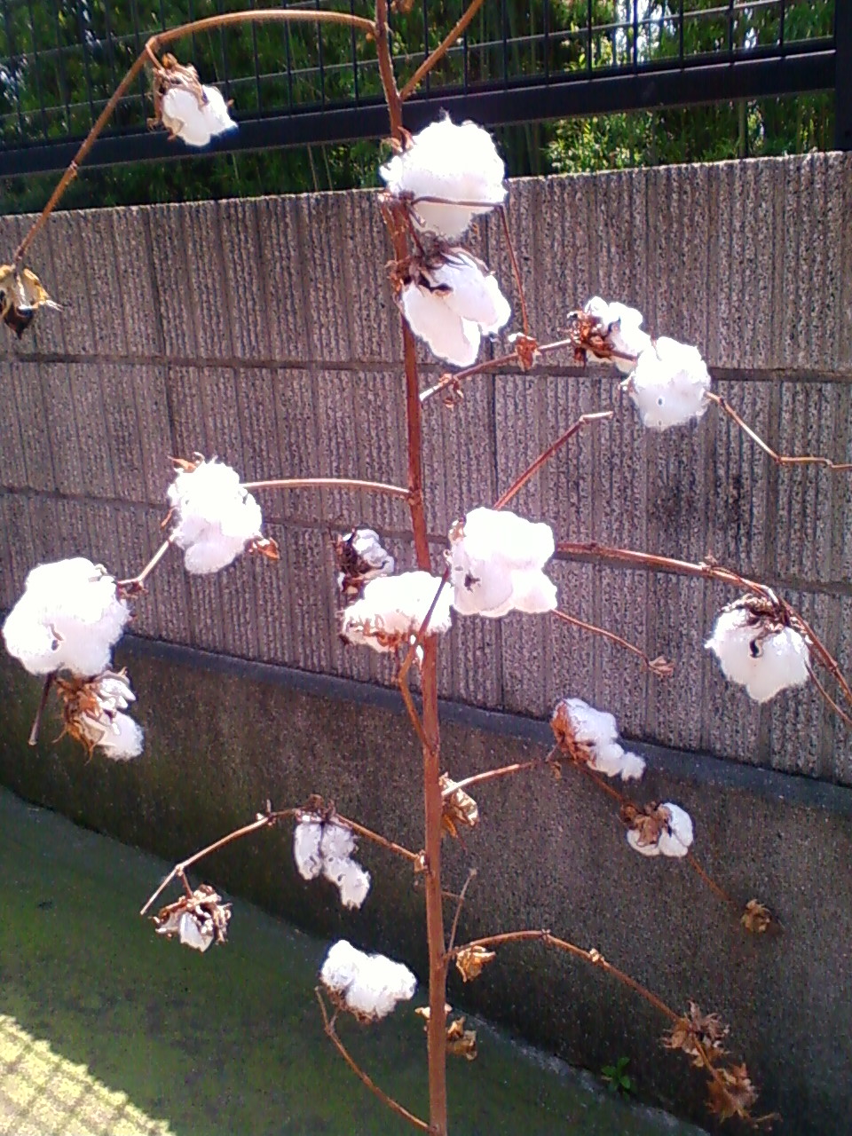綿の木の写真