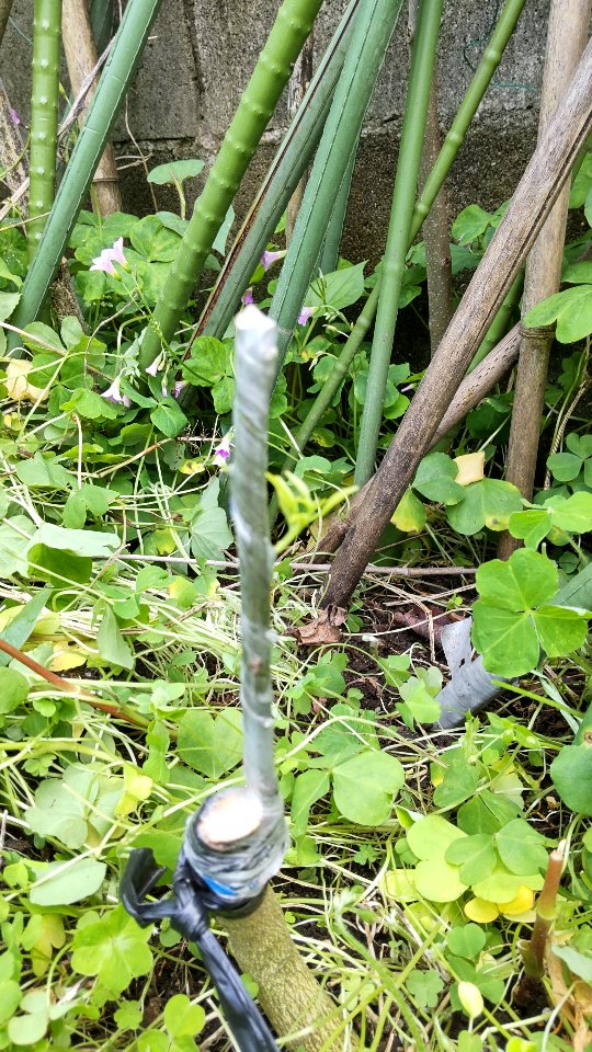 柿の接ぎ木成功