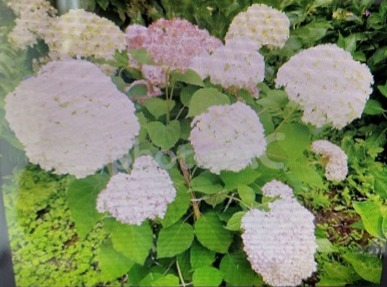 ６月モールス原稿