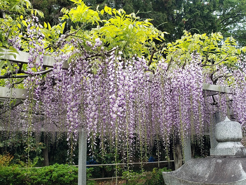 ５月モールス原稿